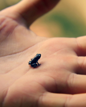 Sfondi Little Black Frog 176x220