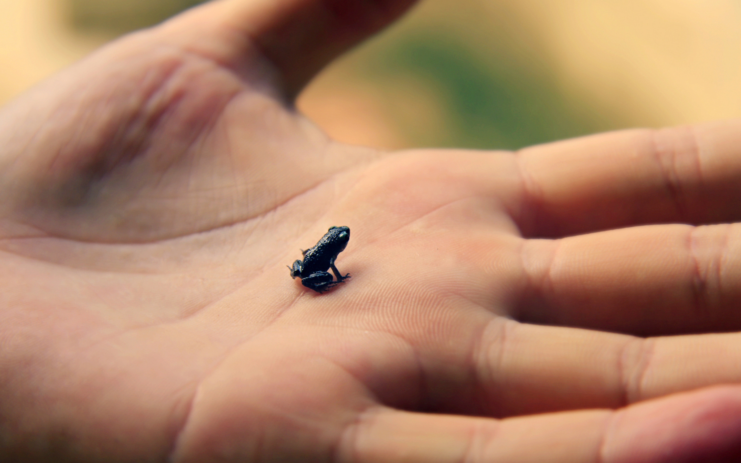 Обои Little Black Frog 2560x1600