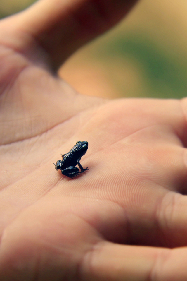 Sfondi Little Black Frog 640x960