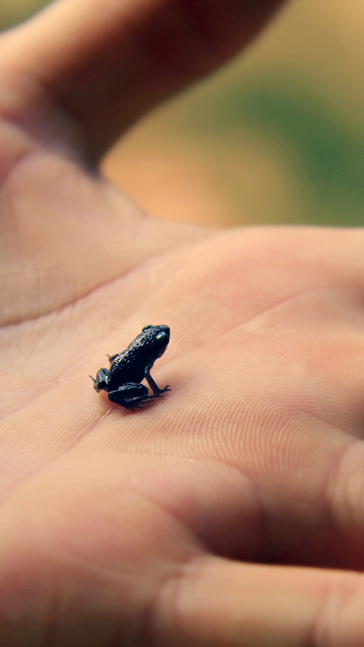 Fondo de pantalla Little Black Frog 750x1334