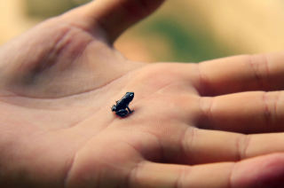 Little Black Frog papel de parede para celular 