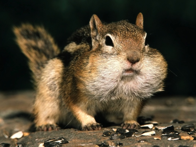 Chipmunk screenshot #1 640x480