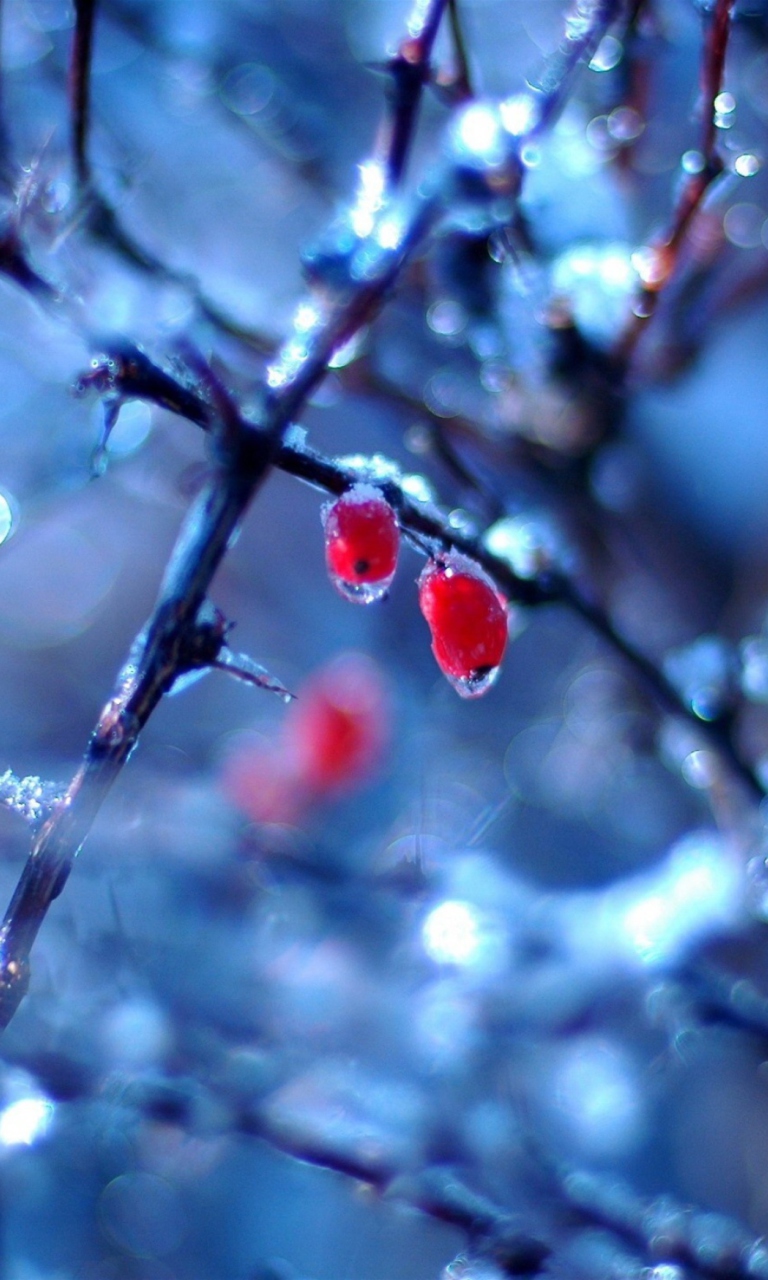 Das Frozen Berries Wallpaper 768x1280