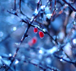 Frozen Berries - Obrázkek zdarma pro 208x208