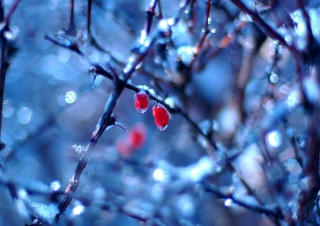 Frozen Berries - Obrázkek zdarma pro 176x144