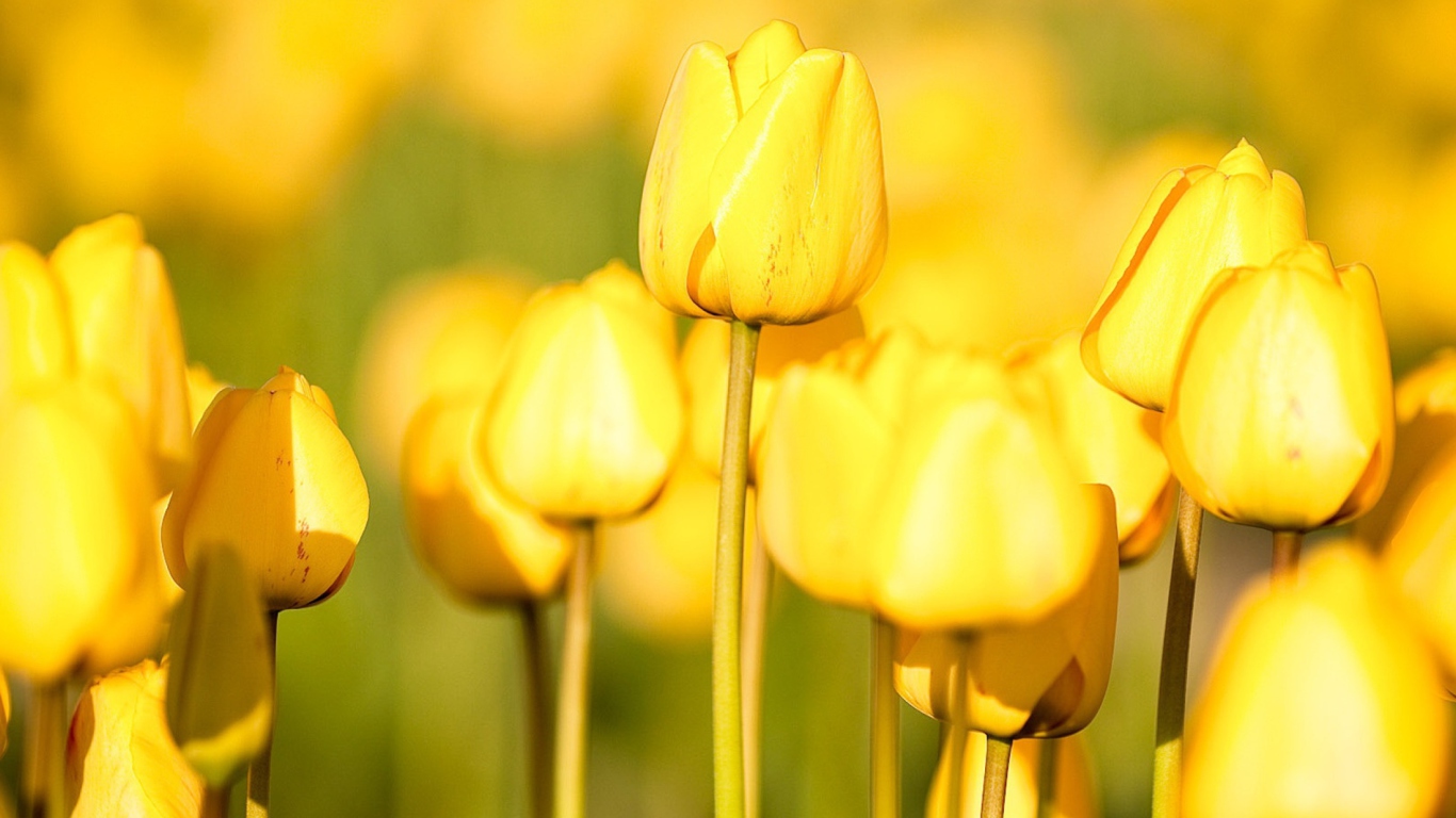 Screenshot №1 pro téma Yellow Tulips 1366x768