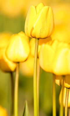 Screenshot №1 pro téma Yellow Tulips 240x400