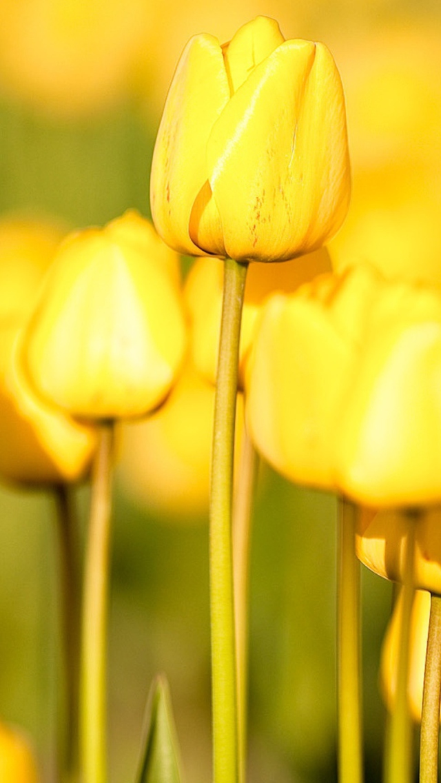 Das Yellow Tulips Wallpaper 640x1136
