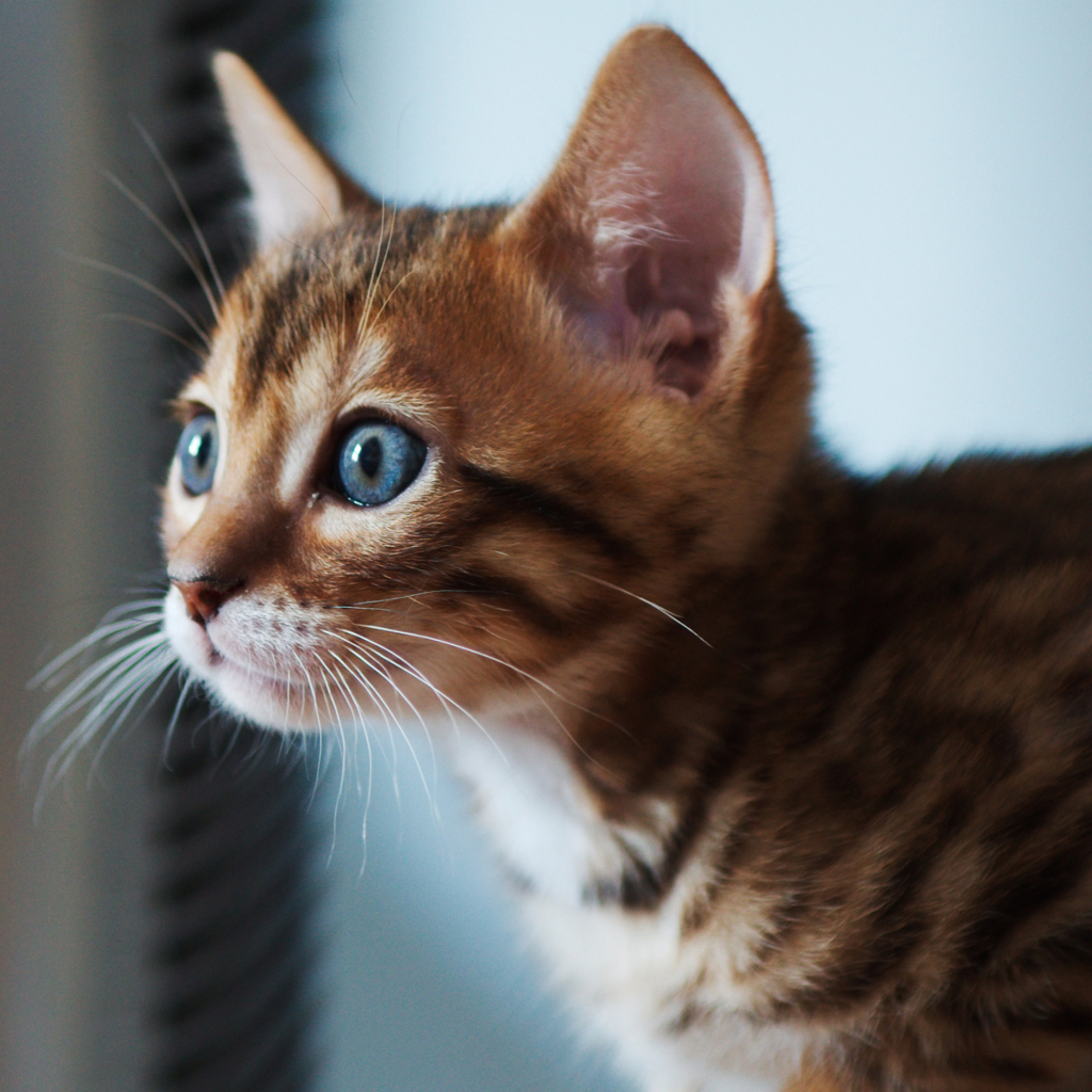 Обои Ginger Kitten With Blue Eyes 1024x1024