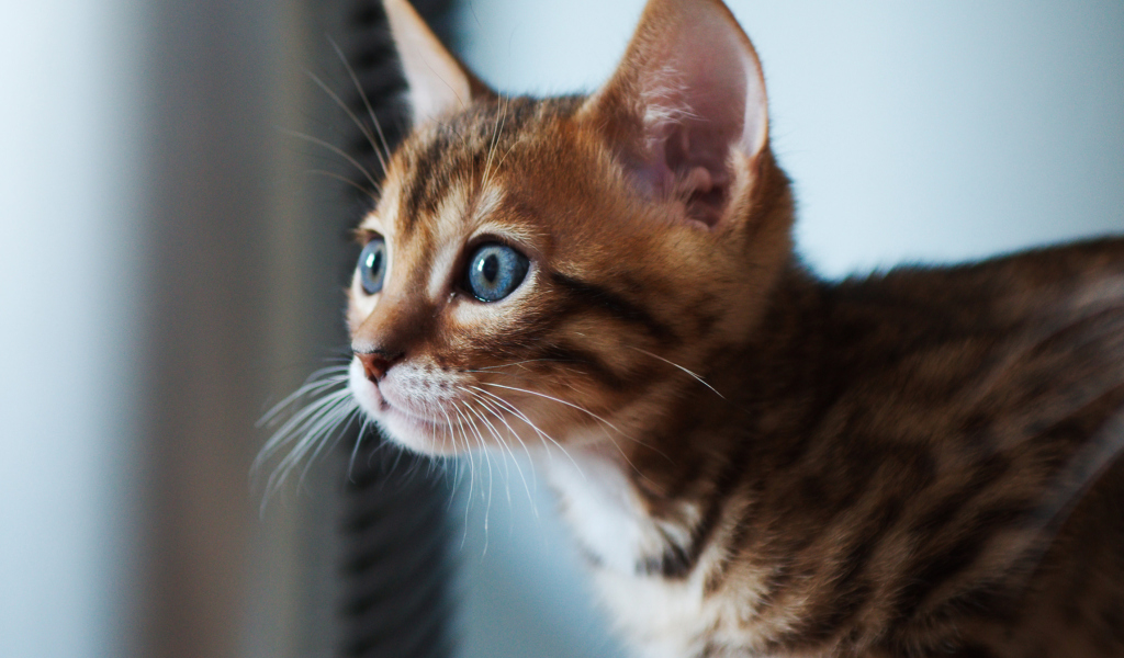 Ginger Kitten With Blue Eyes screenshot #1 1024x600