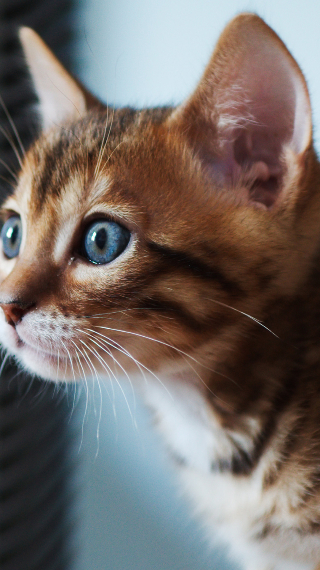 Обои Ginger Kitten With Blue Eyes 1080x1920