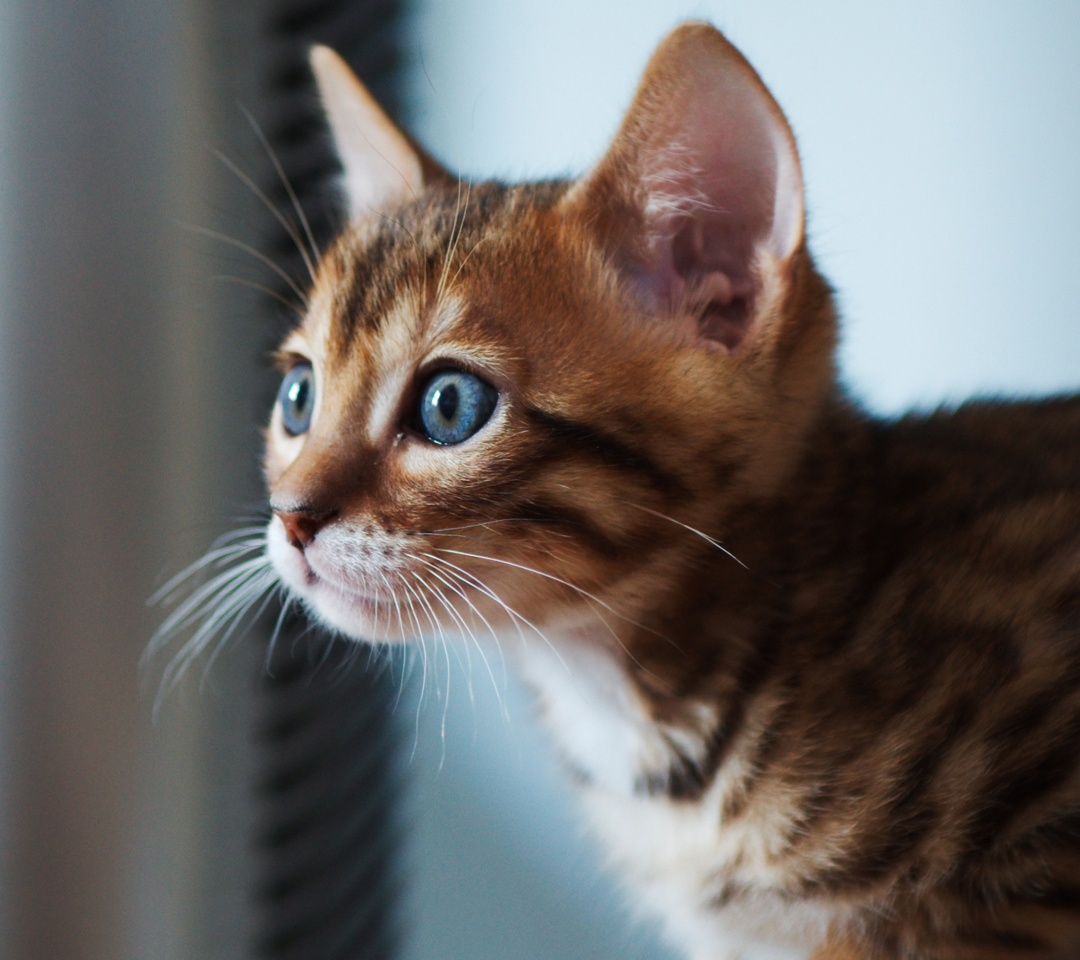 Das Ginger Kitten With Blue Eyes Wallpaper 1080x960
