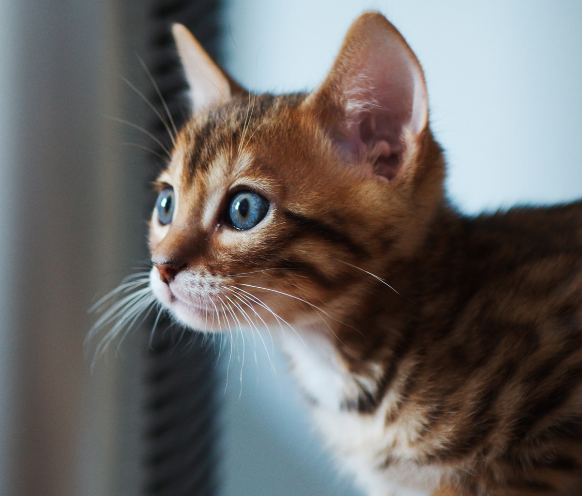 Fondo de pantalla Ginger Kitten With Blue Eyes 1200x1024