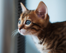 Fondo de pantalla Ginger Kitten With Blue Eyes 220x176