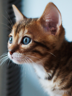 Обои Ginger Kitten With Blue Eyes 240x320