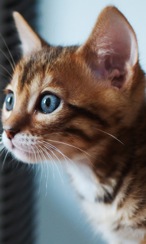 Обои Ginger Kitten With Blue Eyes 480x800