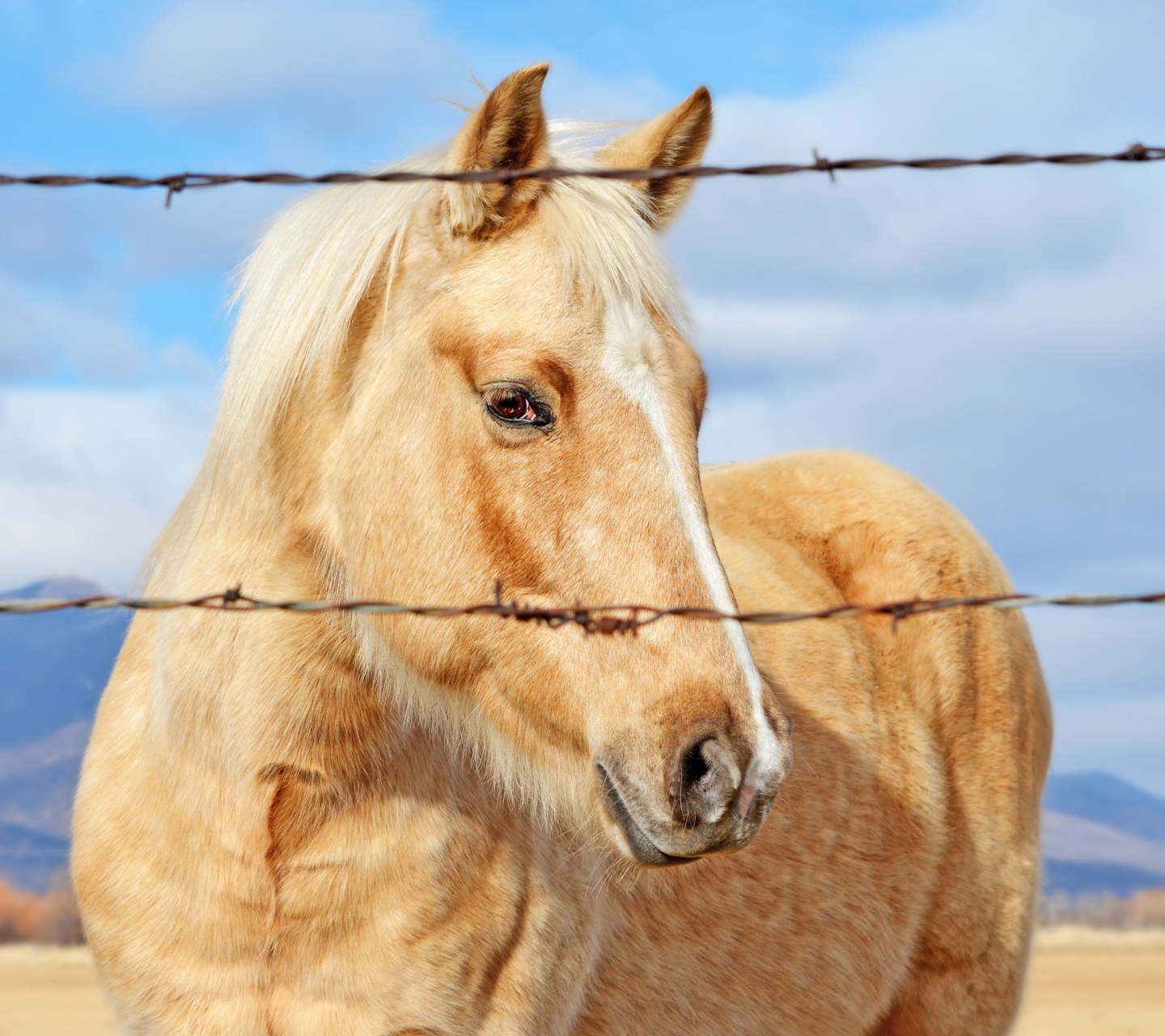 Sfondi Golden Horse 1440x1280