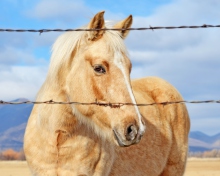 Fondo de pantalla Golden Horse 220x176