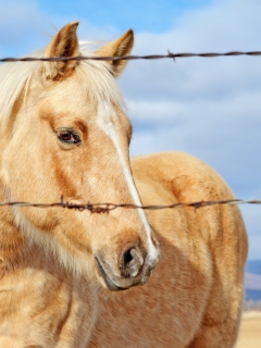 Sfondi Golden Horse 240x320