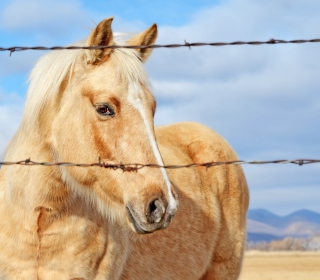 Golden Horse - Obrázkek zdarma pro 128x128