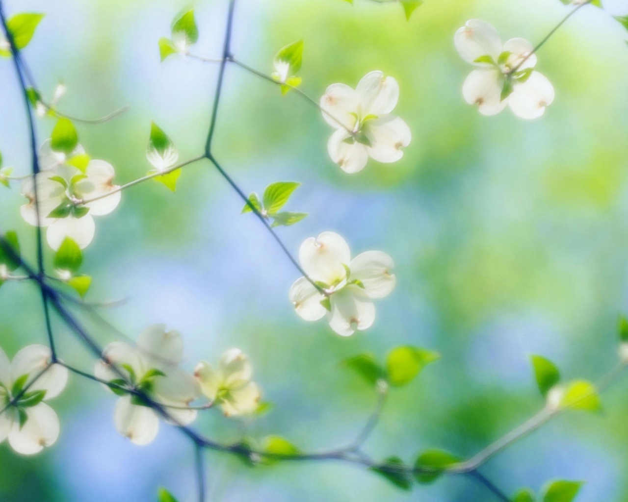 White Dogwood Blossoms screenshot #1 1280x1024