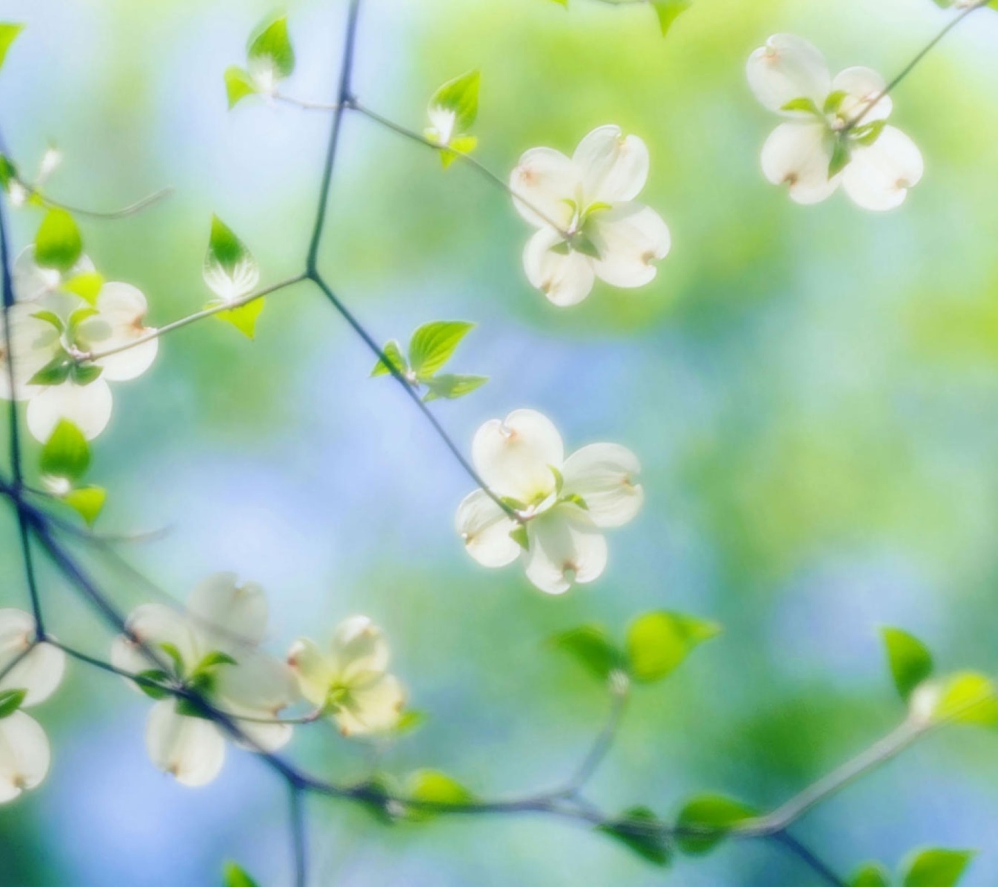 Fondo de pantalla White Dogwood Blossoms 1440x1280