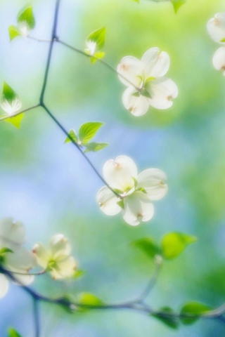 White Dogwood Blossoms screenshot #1 320x480