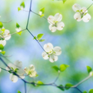 White Dogwood Blossoms - Fondos de pantalla gratis para iPad 3