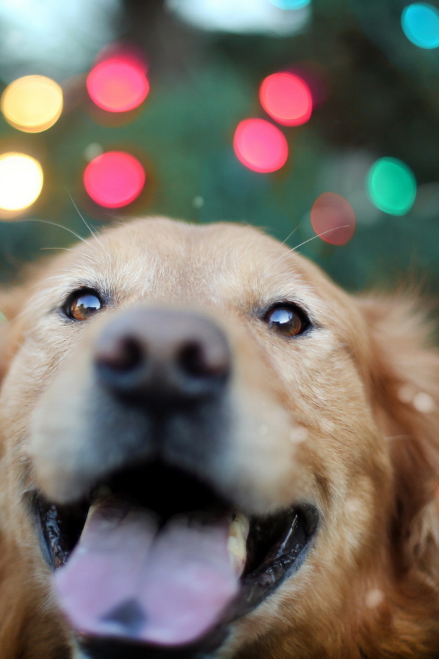 Happy Golden Retriever wallpaper 640x960