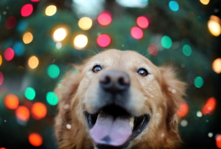 Happy Golden Retriever - Obrázkek zdarma pro Android 720x1280