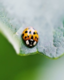 Orange Ladybug wallpaper 128x160