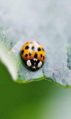 Orange Ladybug screenshot #1 240x400