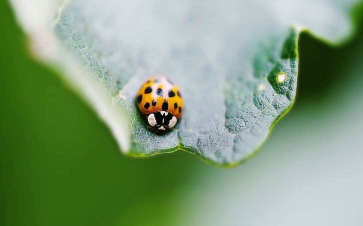 Fondo de pantalla Orange Ladybug