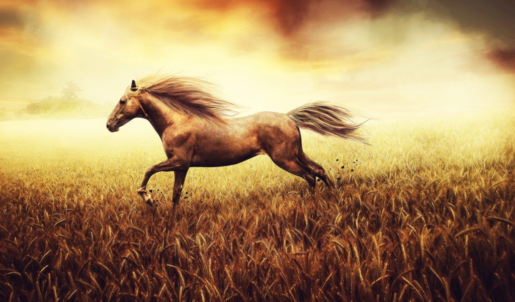 Horse Running In Wheat Field screenshot #1 1024x600