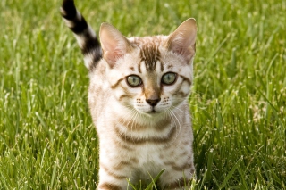Curious Kitty - Obrázkek zdarma 