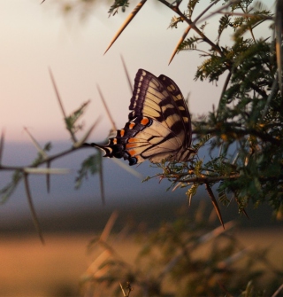 Butterfly Close Up - Obrázkek zdarma pro 208x208