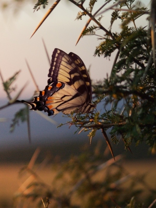 Butterfly Close Up - Obrázkek zdarma pro 128x160