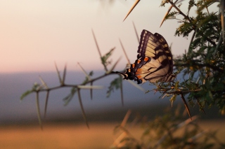 Butterfly Close Up - Obrázkek zdarma pro 480x320