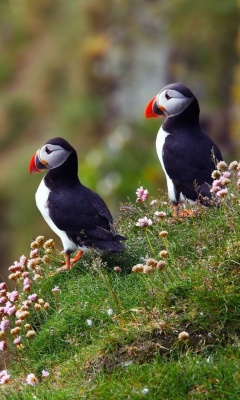 Das Birds Atlantic Puffins in Iceland Wallpaper 240x400