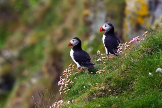 Kostenloses Birds Atlantic Puffins in Iceland Wallpaper für HTC One X