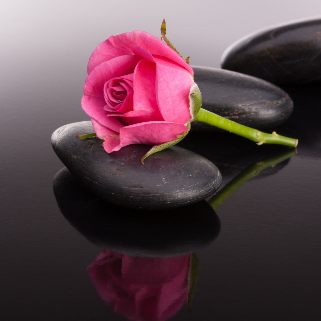 Pink rose and pebbles wallpaper 1024x1024