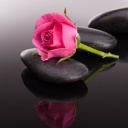 Pink rose and pebbles wallpaper 128x128