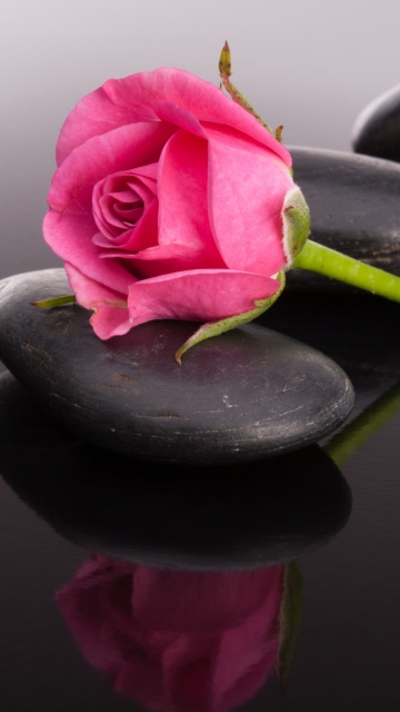 Pink rose and pebbles wallpaper 360x640