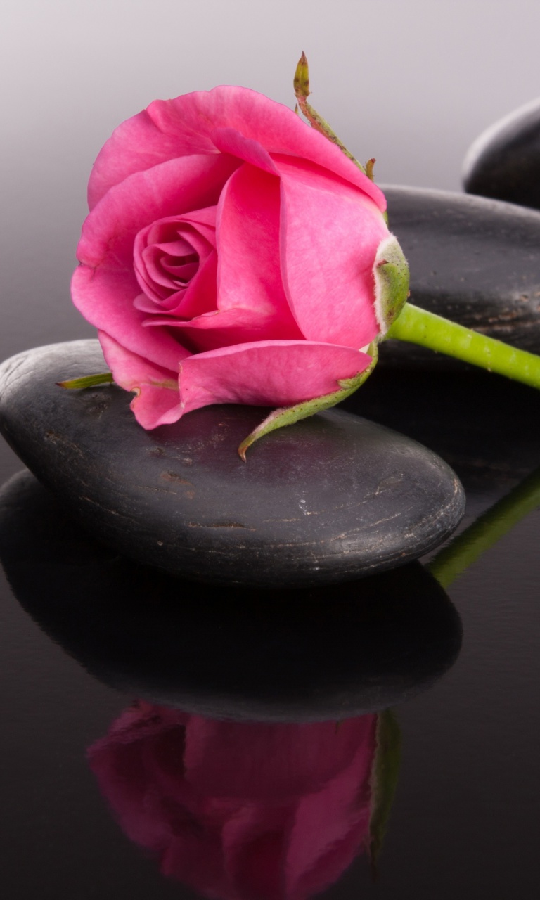 Pink rose and pebbles wallpaper 768x1280