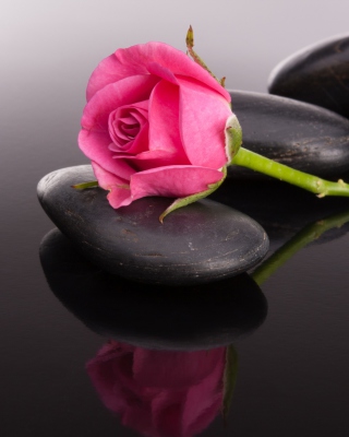 Pink rose and pebbles - Obrázkek zdarma pro iPhone 5