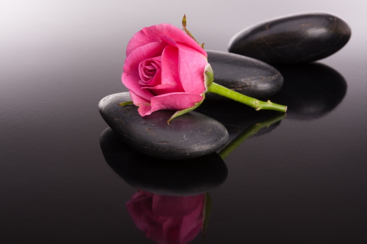 Pink rose and pebbles wallpaper