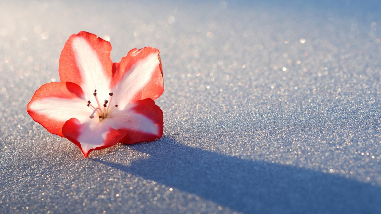 Das Azalea Snow Flower Wallpaper 1280x720