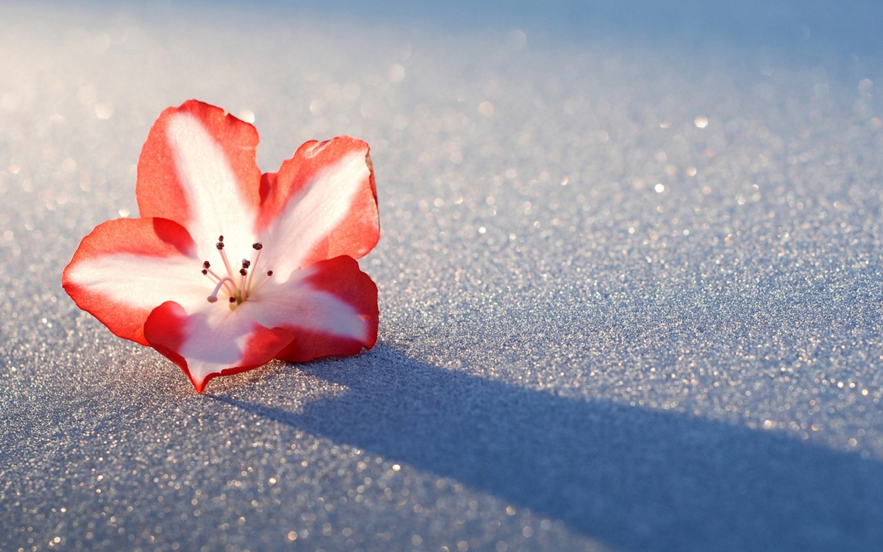 Fondo de pantalla Azalea Snow Flower 1280x800