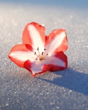 Screenshot №1 pro téma Azalea Snow Flower 128x160