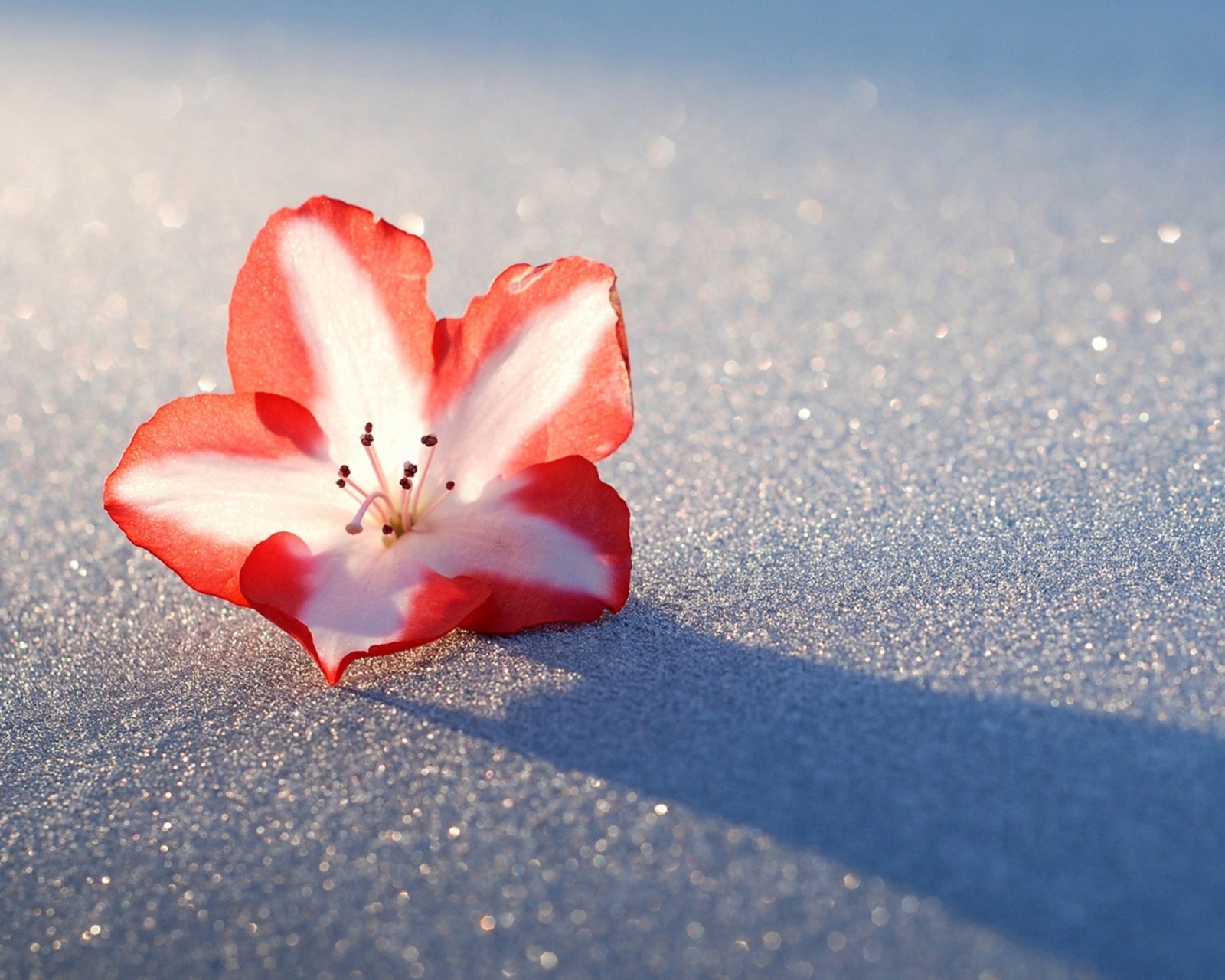 Azalea Snow Flower screenshot #1 1600x1280